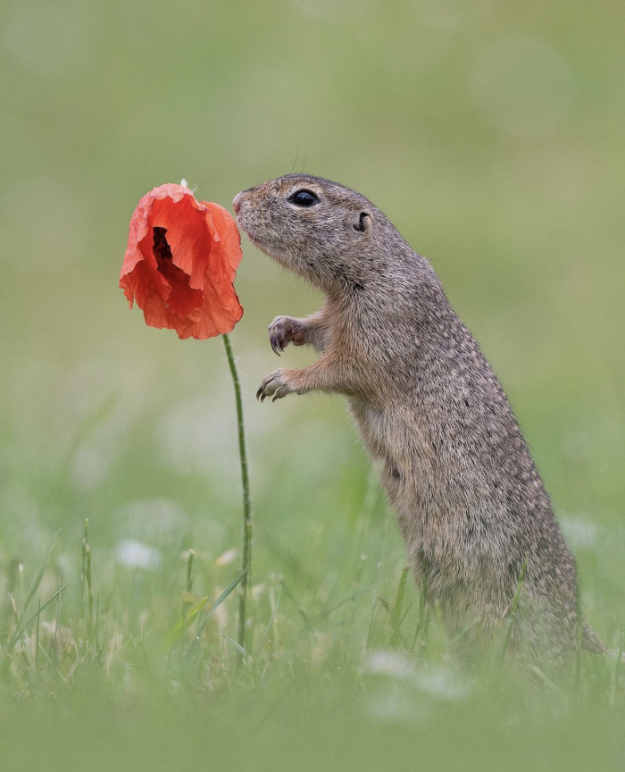 “ A ground squirrel 🐿 sniffing a poppy”