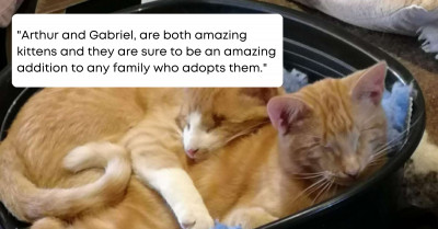 Rescued Adorable Kitten Brothers Fail To Get Adopted Because They Are Blind