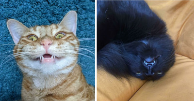Ever Seen A Cat's Teeth? You're About To Fall In Love 50 Times!
