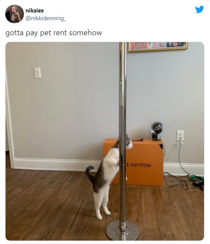 11. Kitty's gotta make some pay.