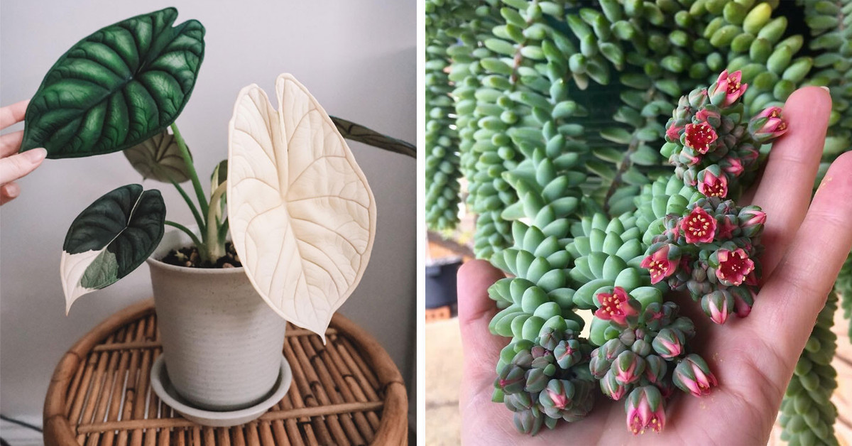 50 Plant Lovers Share Photos Of Their Amazing Houseplants