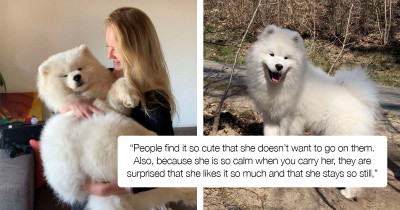 Adorable Fluffy Dog Named Luna Refuses To Walk Down Glass Stairs