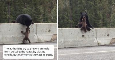 Bear Cub Finds Itself On A Busy Highway But Gets Saved By Mom Just In Time
