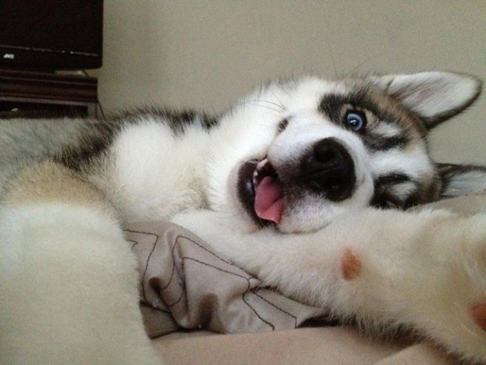 21. A husky caught having a selfie!
