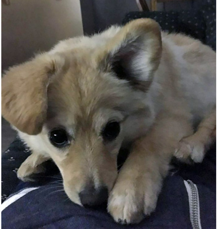 5. Walking up to this adorable face of my pup is pure bliss.