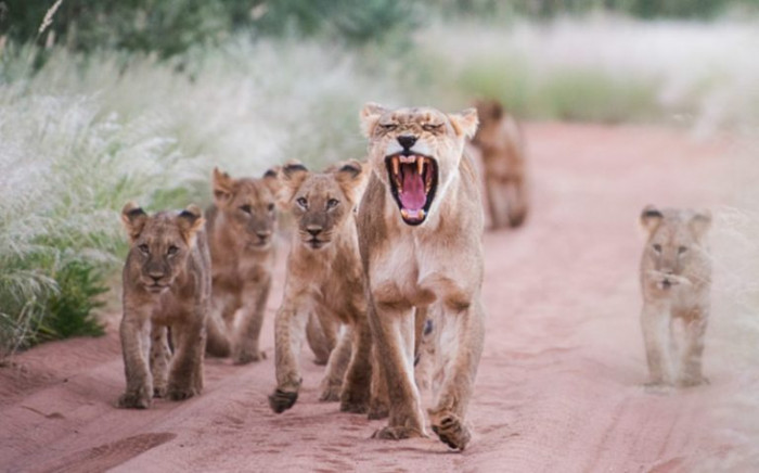 And here's the brave lioness with her adopted cubs...