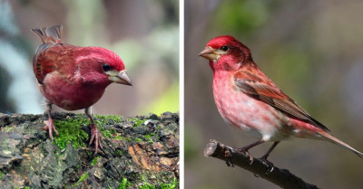 Keep Your Eyes Peeled to Catch Spontaneous Glimpses of This Raspberry Red Purple Finch
