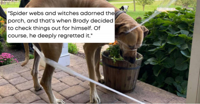 Curious Dog Instantly Regrets Playing With Mom's Halloween Decorations