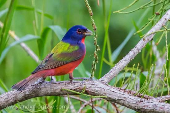 Más abajo en el camino, más observadores de aves se alinearon a lo largo del canal, buscando el pájaro en los árboles, arbustos y las laderas.