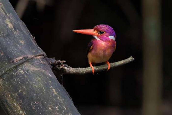 Getting a photo of them is no easy work, and De Leon had to spend ten years laboriously and painstakingly tracking the bird so that he and his team can study and document the said bird's habits.