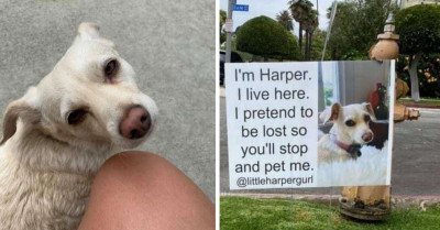 Genius Dog Pretends To Be Lost To Trick People Into Petting Her