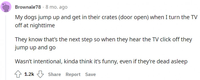 Turning off the TV at night means bedtime! So cute for these dogs.