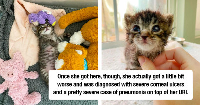 Adorable Kitten Carries Her Favorite Toy Everywhere She Goes After Being Put Into Foster Care Alone