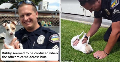 Tiny Jack Russell Puppy Reunites With The Police Officer Who Rescued Him