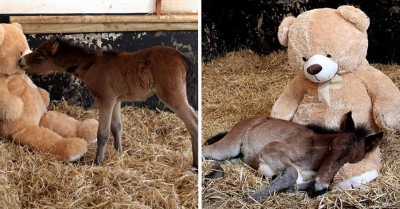 A Little Foal Abandoned By His Mom Shortly After Birth Finds Comfort In The Strangest Place