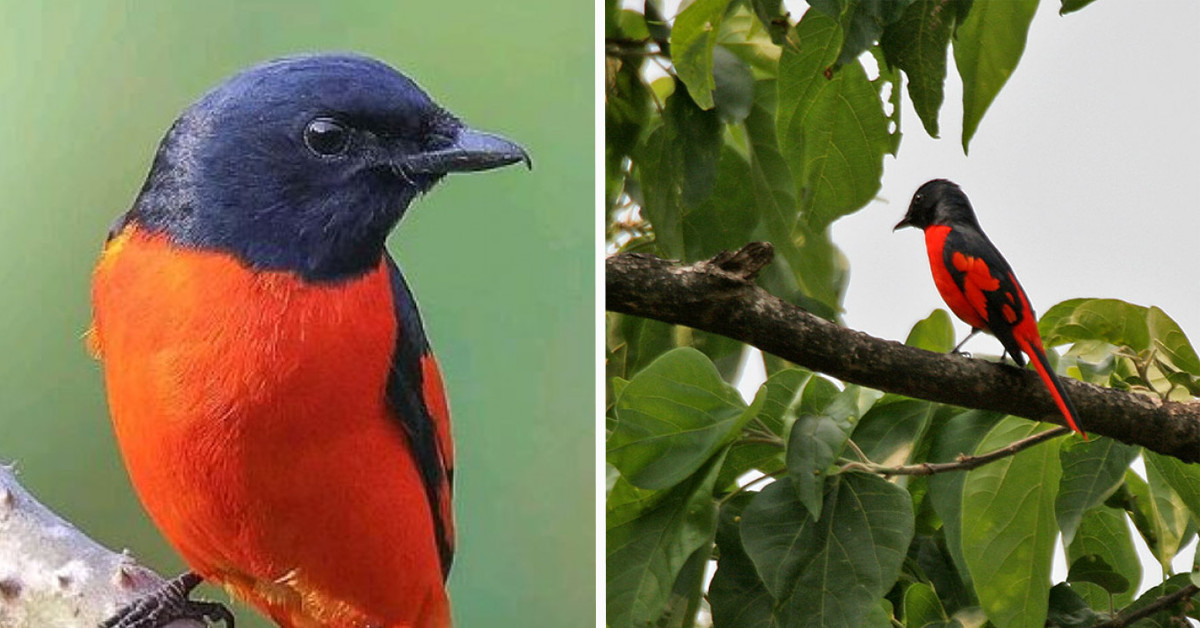 The Remarkably Stunning, Boldly Colored Scarlet Minivet Is A Rare Find