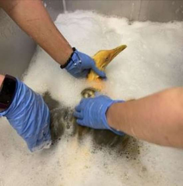 This may be a funny and rare story to tell, but this is not actually the first time that wildlife specialists have had to give a bath and treat a bird soaked in curry.