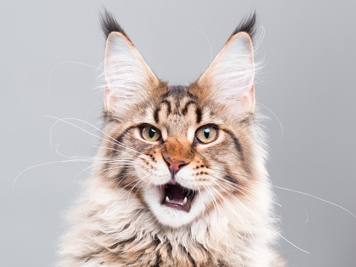4. This breed was originally from Maine, but not much is known about its early days.