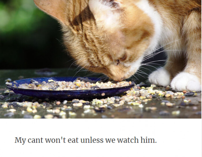 40. He Can't Live Without His Owner