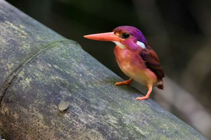 The dwarf kingfisher feeds on earthworms, small lizards, and other invertebrates.
