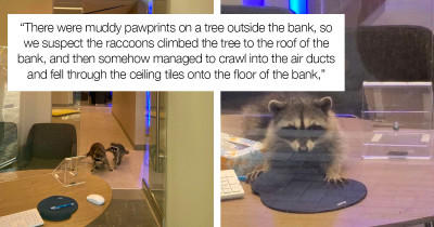 Raccoon Bandits Break Into A Locked-Up California Bank