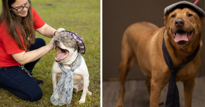 Senior Dogs At Shelter, All Dressed Up As Senior Citizens, Will Warm Your Heart