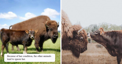 Sad And Blind Bison Finds Meaning In Life After Meeting A Kind And Caring Cow