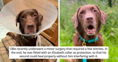 Dad Gets Similar 'Cone Of Shame' As His Dog To Make Him Feel Less Alone
