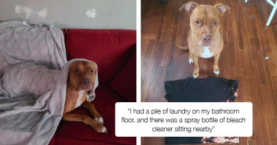 Dog Reveals His Artistic Ability by Making a T-Shirt for His Mom