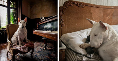 This Dog Poses In Abandoned Places And Takes Amazing Photos With Her Owner