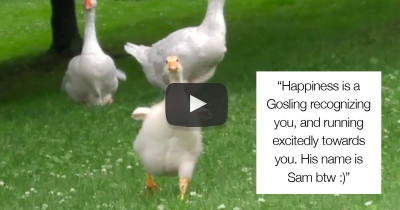 Man Befriends Geese in the Local Park, and One Baby Goose Is Always Excited to See Him