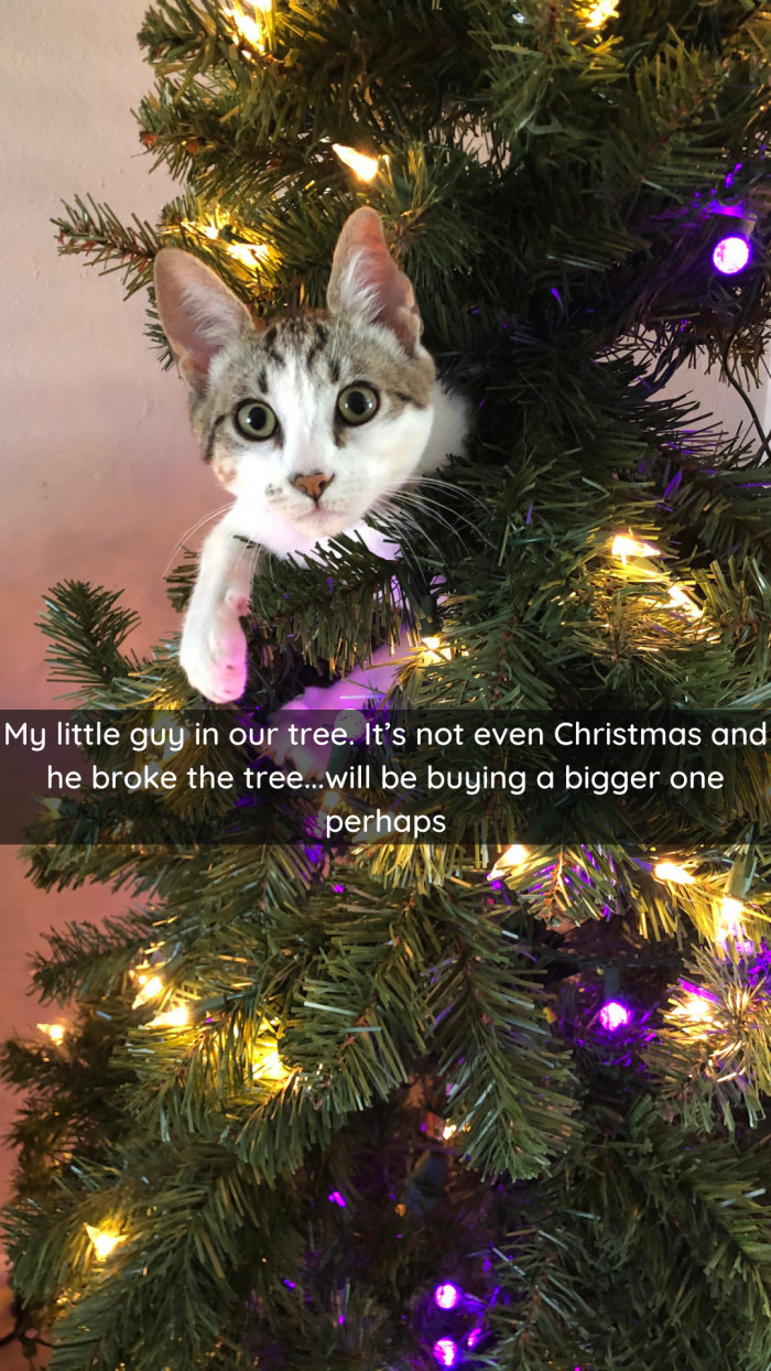 4. Make sure your tree is sturdy enough for your cat... or cats.
