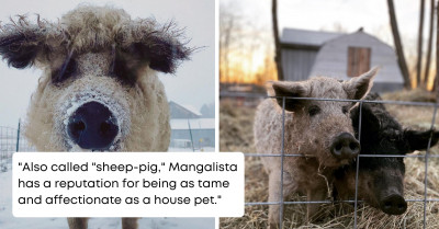 Meet The Uniquely Bizarre Pig Breed Known For Its Sheep-like Appearance And Canine Behavior