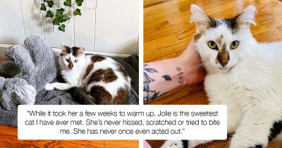 Rescue Cat Cannot Believe She Finally Has A Happy Home Just For Her