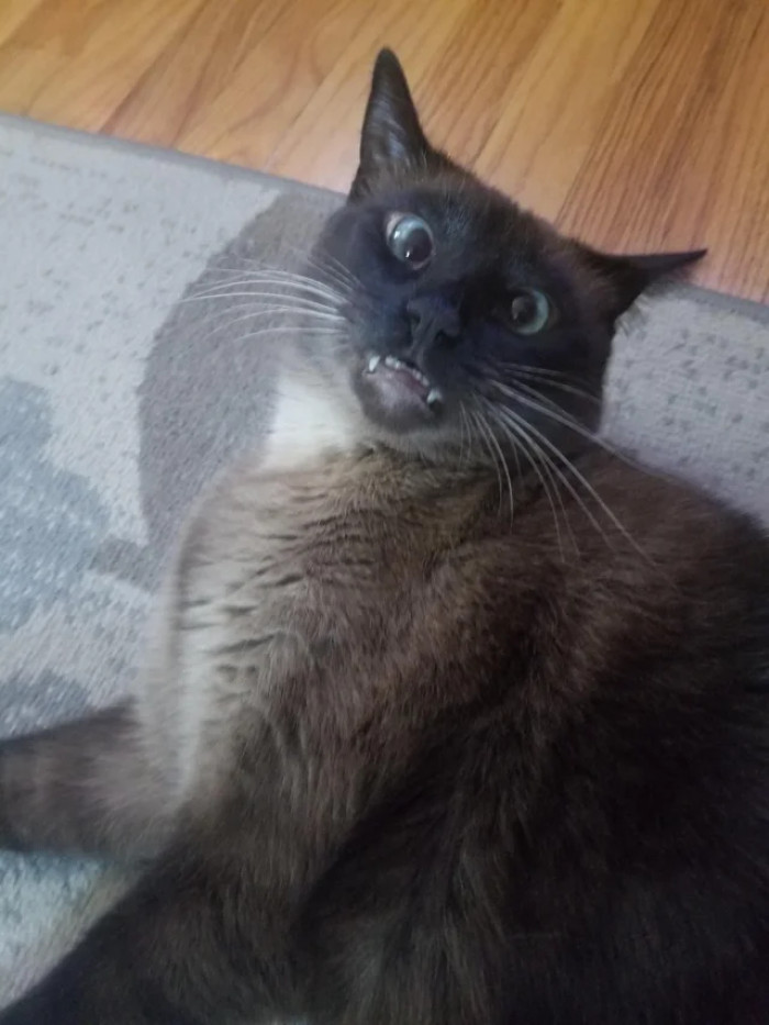 14. Have you ever had a nightmare where you feel like you're falling and suddenly wake up?