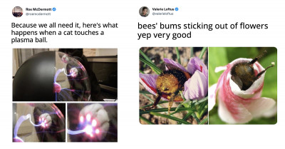 10+ Animal Tweets That You Must See Before Facing Your Impending Deadlines