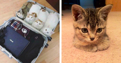 Pictures Of Cats Living Their Best Loaf Life