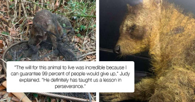 Rescuers Found a Mysterious Animal Who Was Desperately in Need of Help