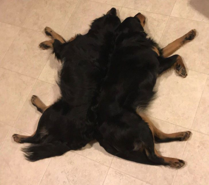 22. They look just like a mirrored image, but these are two dogs!