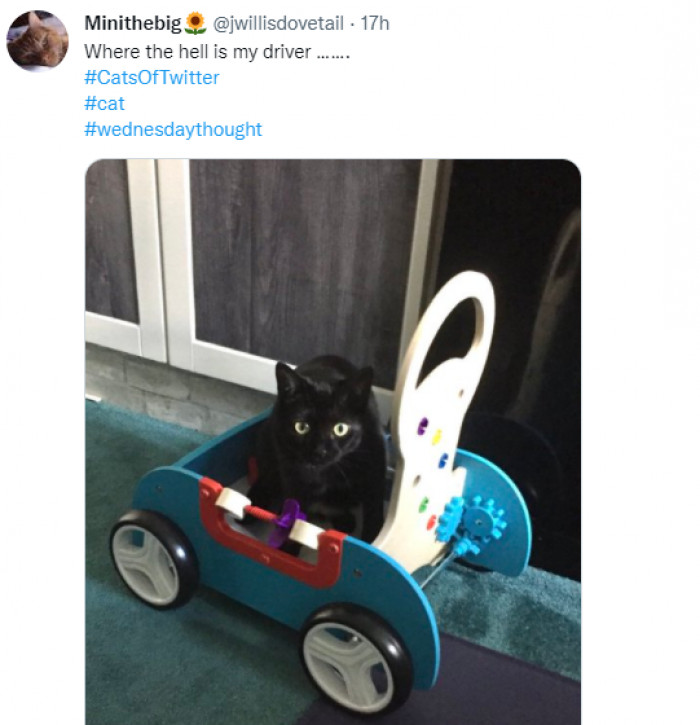 4. This cat is a king and wants to be driven around in his chariot!