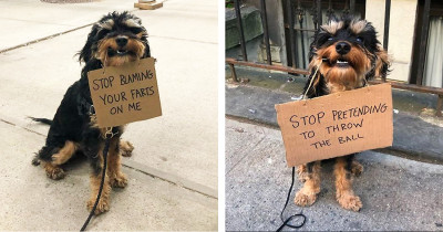 Silly Dog Is Protesting The Annoying Everyday Things That His Fellow Dogs Struggle With