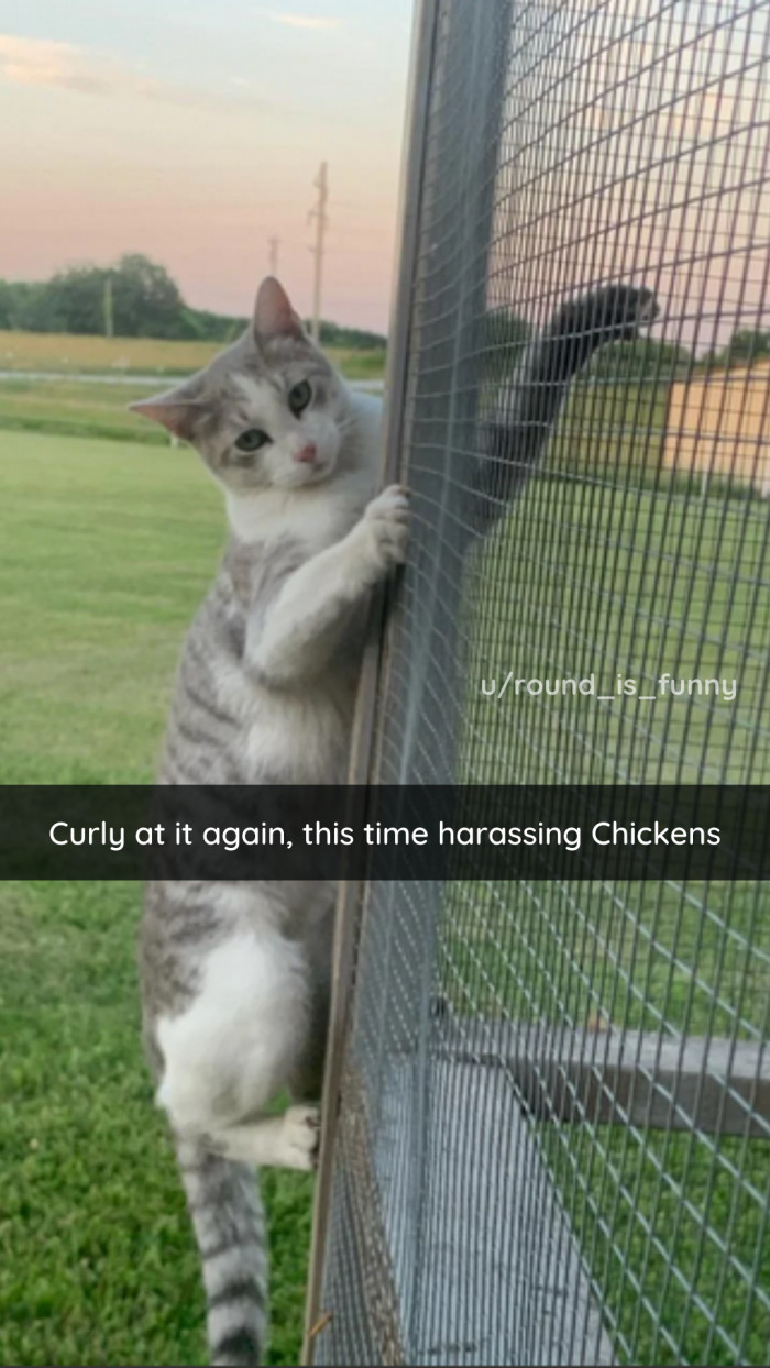 15. To be fair, it's a tough job, but some cat's gotta do it.