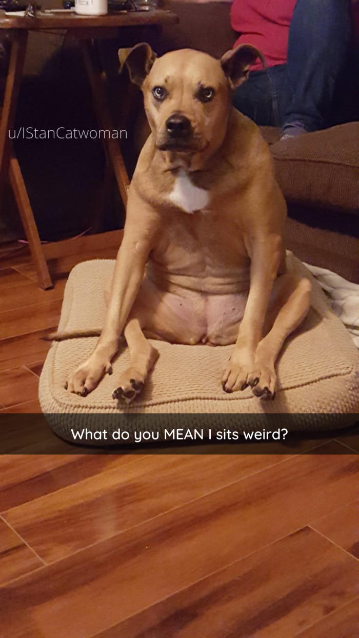 11. On a scale of 1 to 10, where super duper weird is 10, this dog sits at an 11.