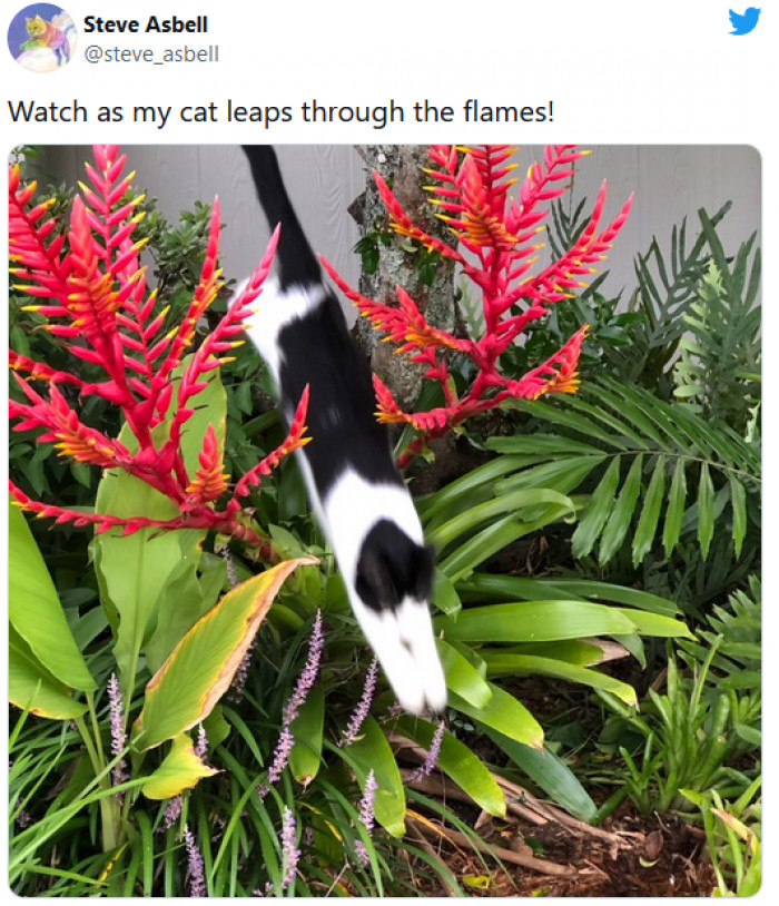 36. This cat is leaping through flames!