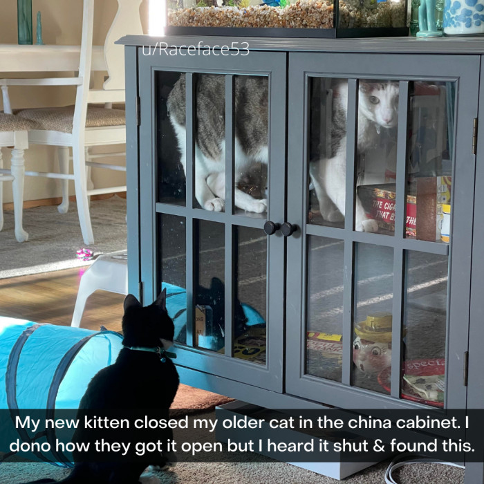 4. "Let meowt right meow or I'm telling Mom!"