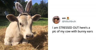 These Irresistible Posts Featuring Animals Could Make Anyone Fall Head Over Heels