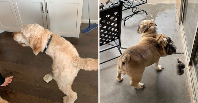 Unbelievably Funny Pictures of Animals That Their Owners Captured on Camera During a Panoramic Shoot