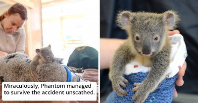 This Koala Joey Never Leaves His Mother's Side, Even During Life-Saving Surgery