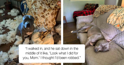 Adorable Dog Proves To Be Hysterical Force Of Destruction When Mom Goes Back To Work