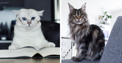 23 Pictures Of Seriously Gorgeous Cats That Could Steal Even The Hearts Of Dog-Lovers